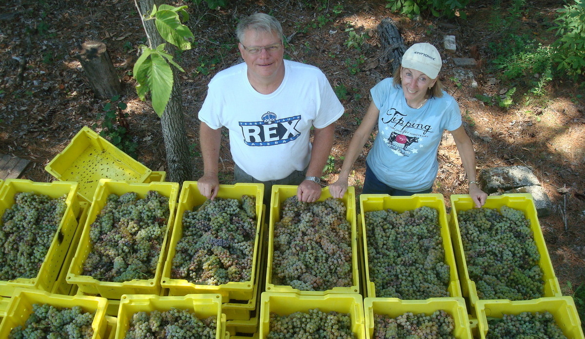 Join the harvest Black Dog Vineyard